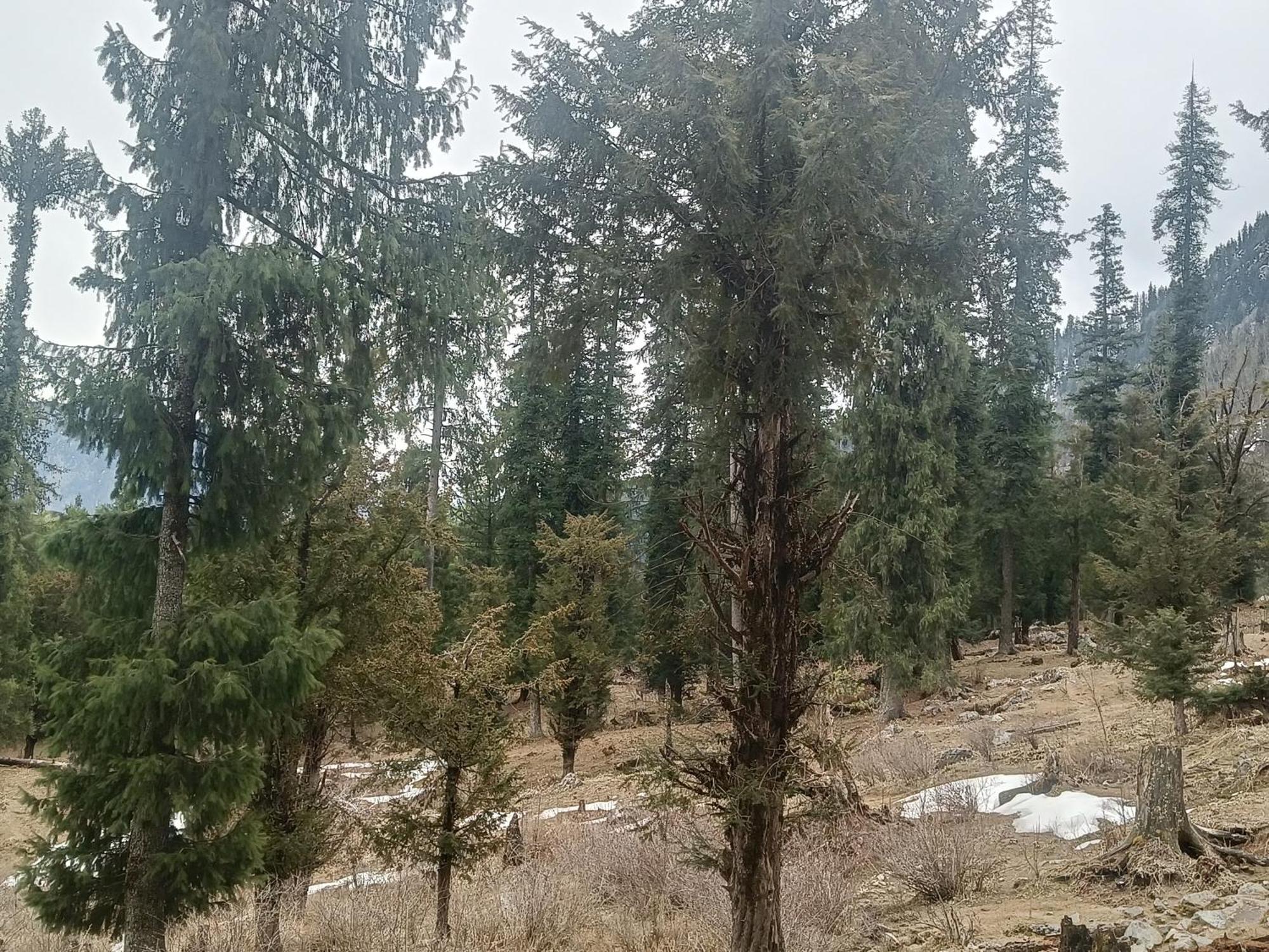 Trimounts-A Boutique Hotel & Wellnes Center In Tirthan Valley Banjār Exterior photo